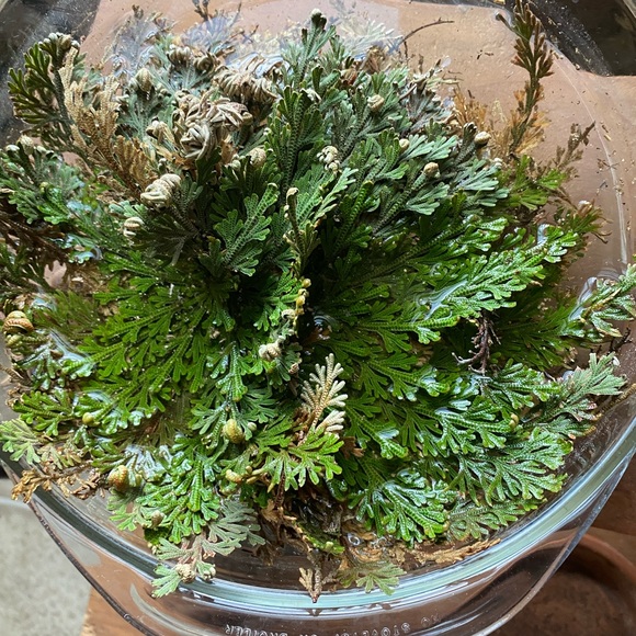 Rose of  Jericho house plant resurrection plant - Picture 2 of 6